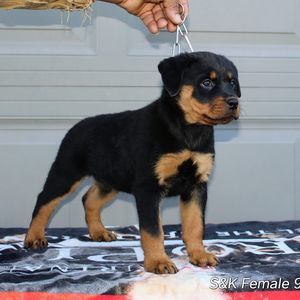 Meet your Posher, Newton